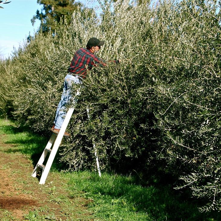 Sourdough & Olive Oil Chocolate Bar | 70% Cacao